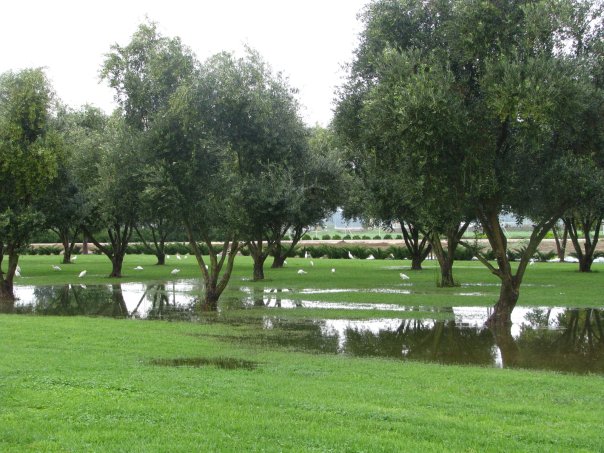שדות ירוקים